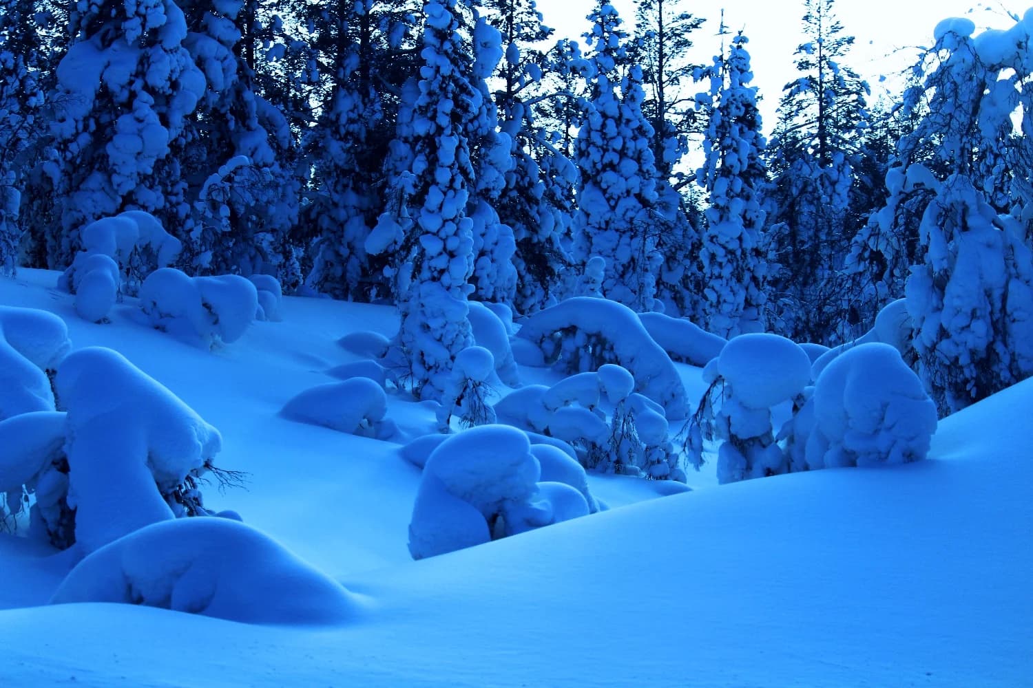 Wild Lapland